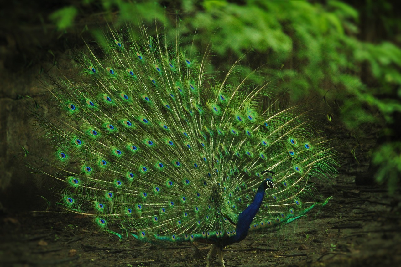 indian-peafowl-2543223_1280