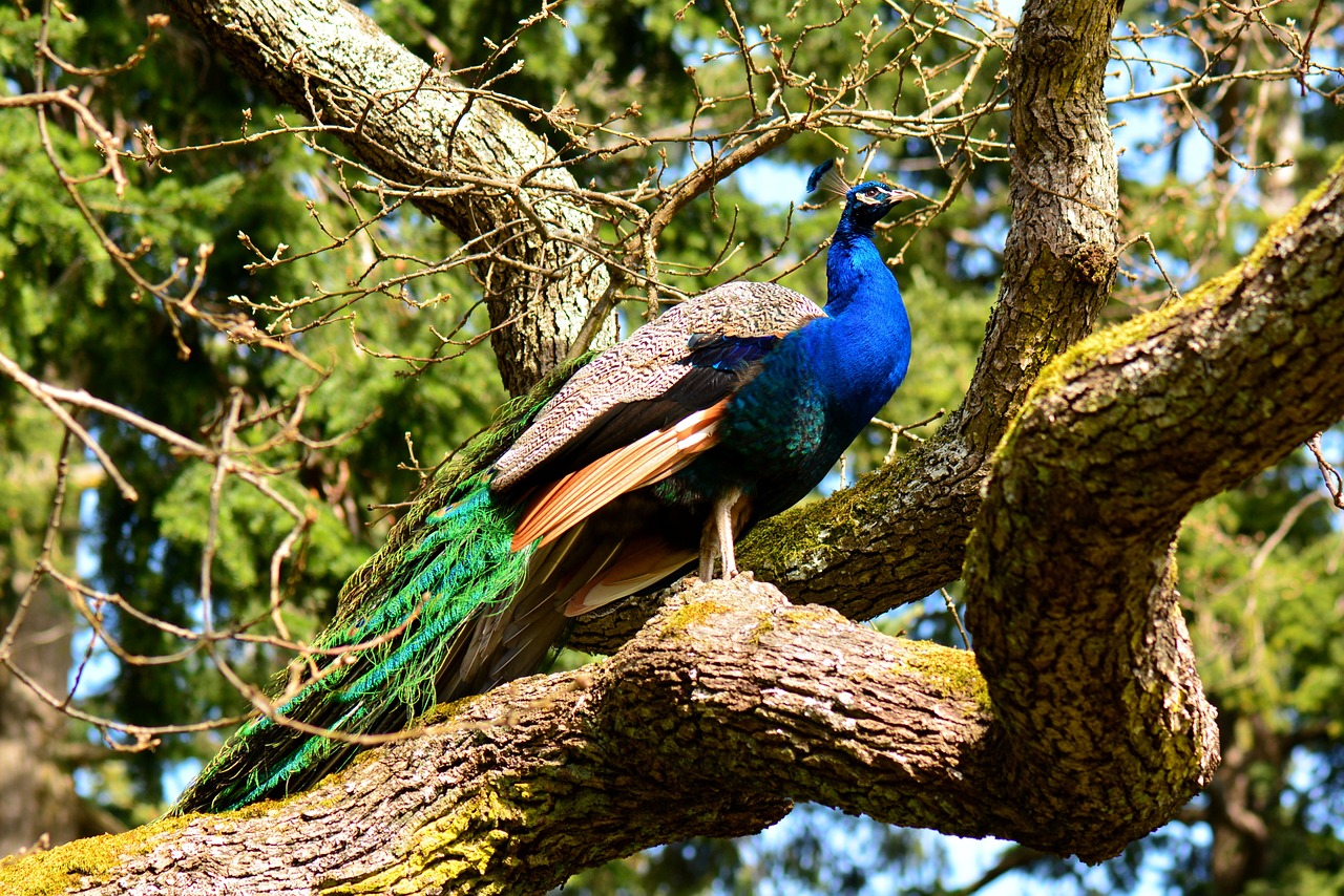 peacock-1271395_1280
