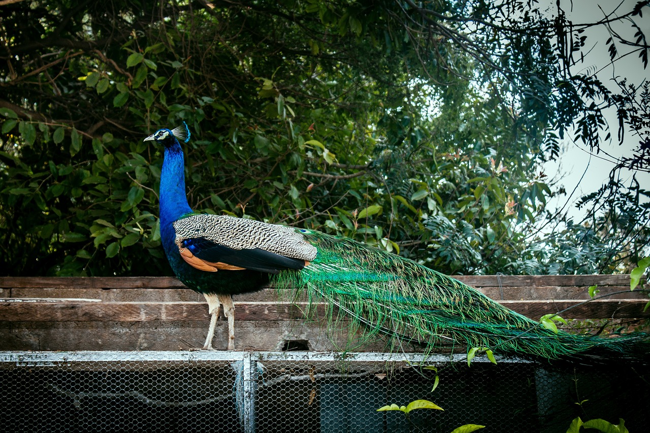 peacock-2728356_1280